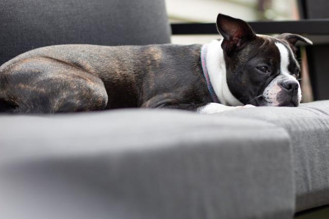 boston-terrier-lying-on-a-gray-outdoor-sofa-looking-relaxed boston-terrier-lying-on-a-gray-outdoor-sofa-looking-relaxed